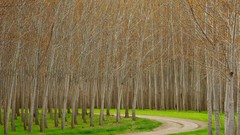 Trees Oregon Don hybrid