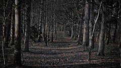 Trees outdoors forests