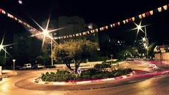 Trees palestine squares Ramalah