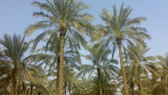 Trees palm trees iran