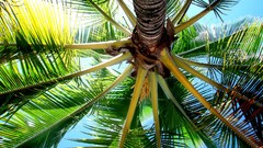 Trees palm trees worms eye view