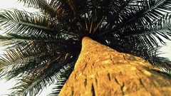 Trees palm trees worms eye view