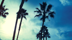 Trees Palms nature sky