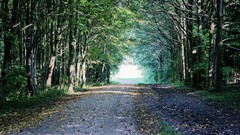 Trees panorama forests