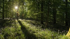 Trees panorama sunlight Wildflowers forests
