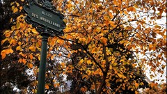 Trees Paris France Europe cityscapes Montmartre James Lapett