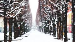 Trees path blurred snow landscapes snowing
