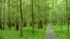 Trees path woods nature