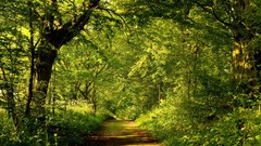Trees paths