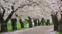 Trees paths cherry blossoms