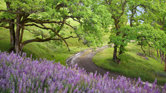 Trees paths Landscapes nature