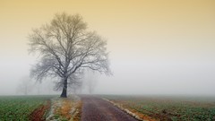 Trees paths mist