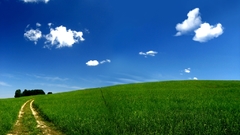 Trees paths roads plains