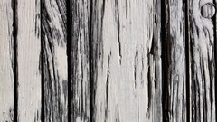 Trees patterns backgrounds wood texture