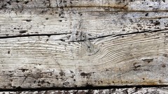 Trees patterns backgrounds wood texture