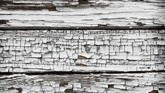 Trees patterns backgrounds wood texture