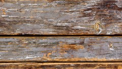 Trees patterns backgrounds wood texture