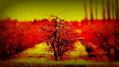 Trees Photo manipulation