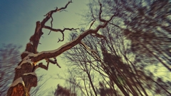 Trees photography blurred nature