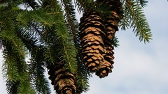 Trees pinecones