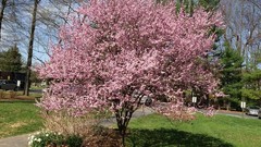 Trees pink background Japanese gardens