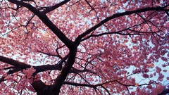 Trees pink cherry tree