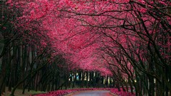 Trees pink paths nature