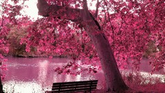 Trees pink purple paradise spring