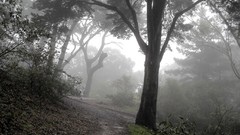 Trees place beautiful