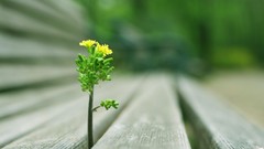 Trees Plants bench depth of field