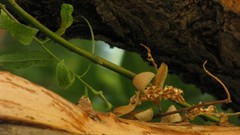 Trees Plants growth Amin Peyrovi