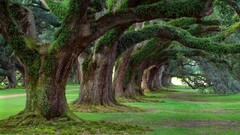 Trees Plants outdoors grass oak trees