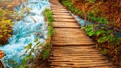 Trees Plants waterfalls paths