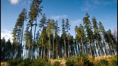 Trees Poland forests