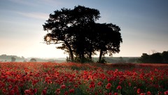Trees Poppies
