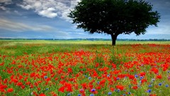 Trees Poppies fields red flowers