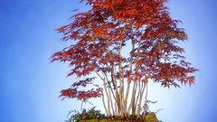 Trees purple Bonsai old Japanese