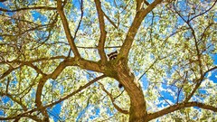 Trees raccoons