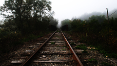 Trees railroad tracks
