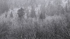 Trees rain forests grayscale Ansel Adams
