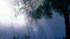 Trees rain nature
