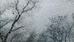 Trees rain window panes