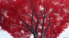 Trees red autumn