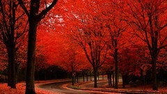 Trees red autumn roads