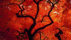 Trees red autumn Washington Seattle