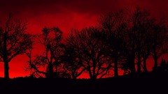 Trees red blood poison