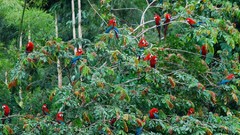 Trees red Green amazon Rainforest