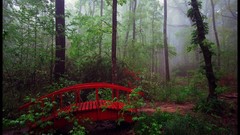 Trees red mist forests