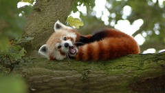 Trees red pandas