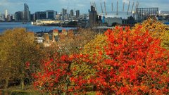 Trees red Plants nature